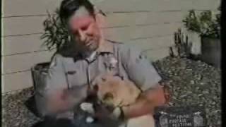 Painful Testicular Cat Attack on Live TV Ouch [upl. by Nimajaneb967]