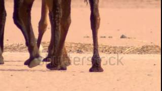 stock footage camels walking close up on feet slow motion [upl. by Mallen292]