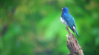 オオルリ（1）さえずり  Blueandwhite flycatcher  日本三鳴鳥  Wild Bird  野鳥 動画図鑑 [upl. by Neemsay477]