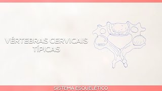 Vértebras cervicais típicas [upl. by Kcirdlek]