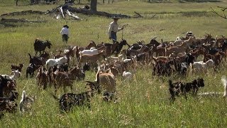 Goats Eat Weeds  Farm to Fork Wyoming [upl. by Toinette899]