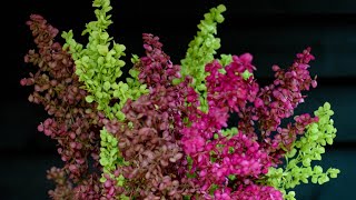 GrowALong Orach ‘Tricolour Plumes’ Atriplex hortensis [upl. by Kermy]