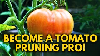 How to Prune Indeterminate Tomatoes amp Identify Suckers [upl. by Rubenstein]