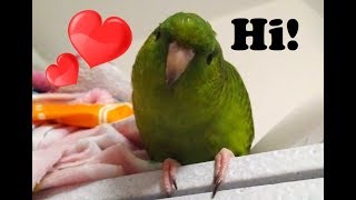 Meet Kermit  My Adopted Lineolated Parakeet [upl. by Aubigny722]