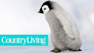 10 Times Penguins Beat Us At Life With Their Cuteness  Country Living [upl. by Patrica]