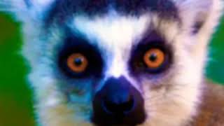 Ring Tailed Lemur Howl 🐒 🔊 [upl. by Rhianon628]