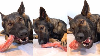 ASMR GSD EATING RAW TURKEY NECK [upl. by Gromme]