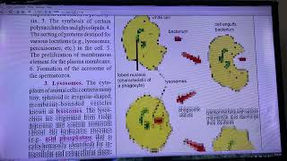 Cell Organelles Endoplasmic Reticulum Golgi Bodies  Lysosomes Mitochondria Ribosomes Nucleus [upl. by Aled]