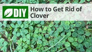 Clover Weed Control  DoMyOwncom [upl. by Anerehs625]