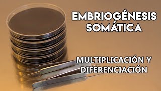 La embriogénesis somática en la vid IV  Multiplicación y diferenciación de los embriones [upl. by Ralfston119]