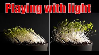 Changing the direction of the light during plant growth  Time lapse greentimelapse gtl timelapse [upl. by Niamjneb491]