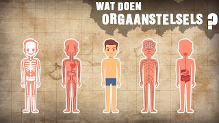 ORGAANSTELSELS en de FUNCTIES  Biologie Les HAVO  VWO  Het Lichaam en ORGANEN [upl. by Quigley]