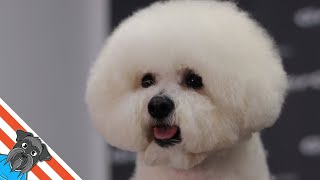 How to groom a Bichon frise [upl. by Durware]