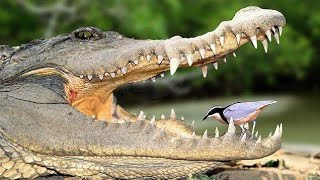 Brave Bird In Crocodile Mouth  Egyptian Plover Bird [upl. by Anehsat]