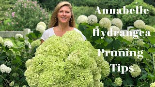 Annabelle Hydrangea Blooms  Tips on Pruning Hydrangeas [upl. by Saimerej]