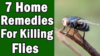 7 Home Remedies For Killing House Flies [upl. by Yhtimit]