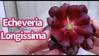 516 ECHEVERIA LONGISSIMA  NHÂN GIỐNG SEN ĐÁ  다육식물  多肉植物  Suculentas [upl. by Aicnatsnoc998]