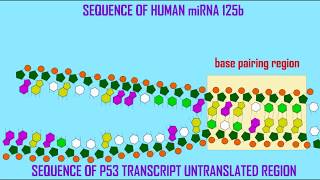 miRNAs in CANCER [upl. by Eillat]