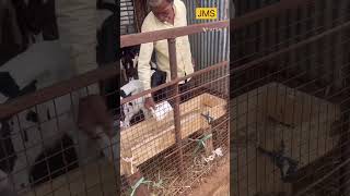 Wooden Calf Feeder Making  Calffeeder Calf cows dairyfarming indiandairyfarmer wooden farm [upl. by Knut]