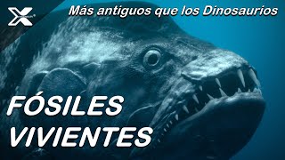 Fósiles Vivientes Animales de la Era de los Dinosaurios que aún existen [upl. by Nyved]