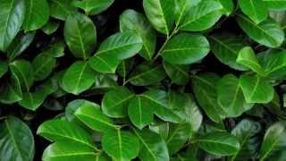 A focus on Cherry Laurel hedging All you need to know about Prunus laurocerasus Rotundifolia [upl. by Sink]