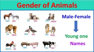 Gender of Animals male female and young one animal names animalnames EToddlers [upl. by Sirotek371]