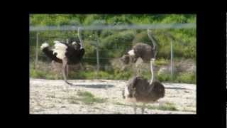 Ostrich Farming [upl. by Bohner34]