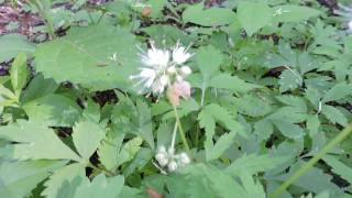 Capital Naturalist Virginia Waterleaf [upl. by Linnet183]