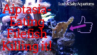 Aiptasia Eating Filefish working wonders [upl. by Anidal]