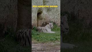 Nehru zoological Park in Hyderabad safari [upl. by Violet]