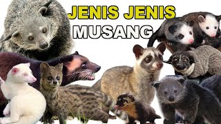 JENIS JENIS MUSANG DAN HARGANYA [upl. by Ah]