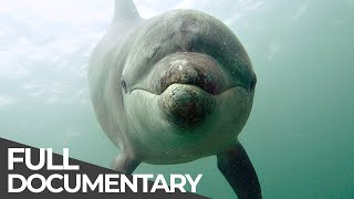 Ocean Stories 3  Dolphins and Whales  Free Documentary [upl. by Arman]