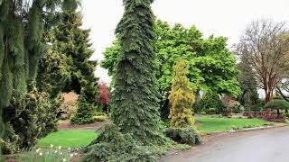 Picea glauca Pendula Weeping White Spruceconifers japanesegardens plants frontyardgardentree [upl. by Ikram]