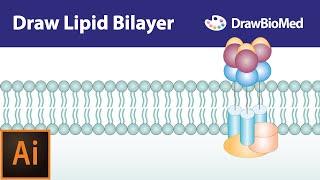 Draw Cell Membrane in Adobe Illustrator  Draw Lipid Bilayer in Adobe IllustratorGraphical Abstract [upl. by Ecnaled]