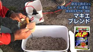 身近な波止から大型のクロダイが連発 愛知県知多半島・師崎林賢治・中村輝夫 [upl. by Romeo605]