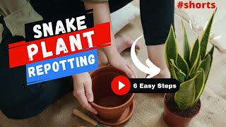 Snake Plant Repotting  6 Easy Steps  SHORTS  MOODY BLOOMS [upl. by Siuoleoj954]