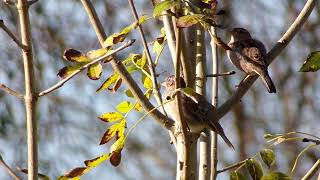 Oiseaux du jardin [upl. by Aimar]