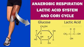 Anaerobic Respiration Lactic Acid System and Cori Cycle Exercise Physiology [upl. by Haneehs301]