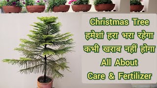 Christmas Tree हमेशां हरा भरा रहेगा कभी खराब नहीं होगा Christmas tree care amp fertilizer tips [upl. by Cichocki]