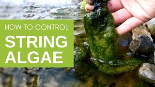 How to Get Rid of String Algae in Your Pond [upl. by Enneirb]