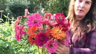 Cutting Zinnias For Bouquets [upl. by Nohsad564]