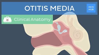 Middle ear infection Otitis media Definition pathogenesis symptoms and treatment  Kenhub [upl. by Salamanca401]