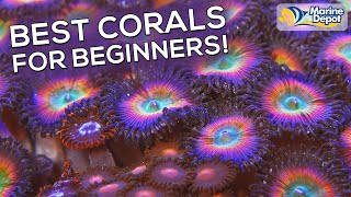 TOP 6 Corals for Complete Beginners  Make a Colorful and Simpler Reef Tank with Mushroom Corals [upl. by Anisirhc]