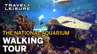 Experience the National Aquarium a Baltimore Landmark  Walk with Travel  Leisure [upl. by Liebowitz]