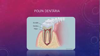 Complexo dentinapolpa  22  Polpa Dentária  Resumos de odonto [upl. by Akeylah259]