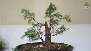 Picea omorika  Serbian spruce [upl. by Male]