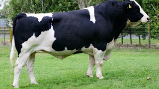 HolsteinFriesian bulls [upl. by Amil]