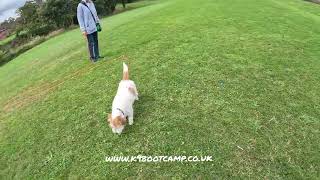 how to whistle train your dog [upl. by Stroup]