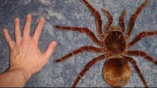 Top 10 BIGGEST Spiders in the World [upl. by Yarg]