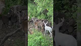 BACKYARD ALBINO BUCK SPOTTED [upl. by Long]